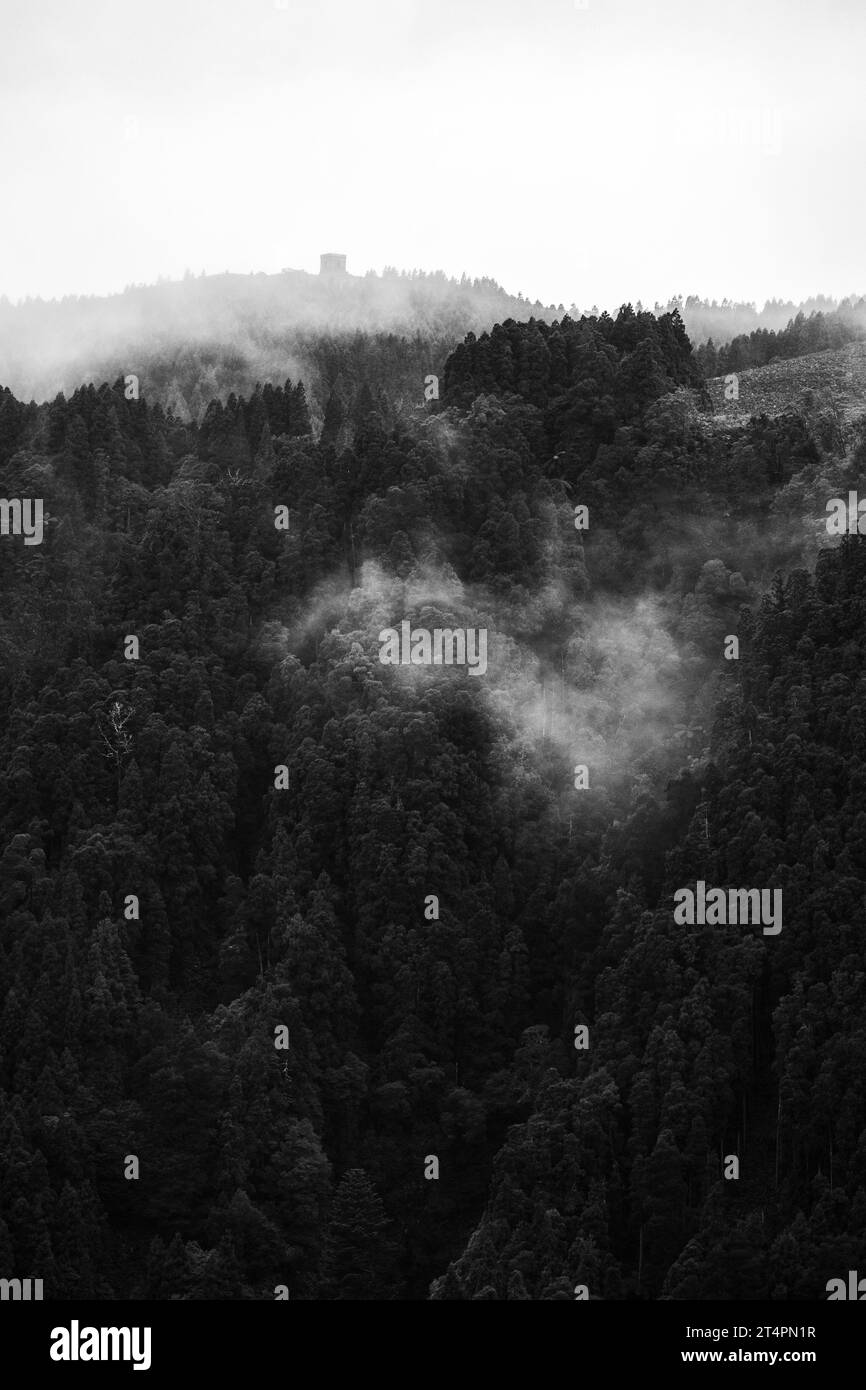 Paysage mystérieux avec brouillard et arbres sur le bord du cratère, Furnas, îles des Açores. Banque D'Images