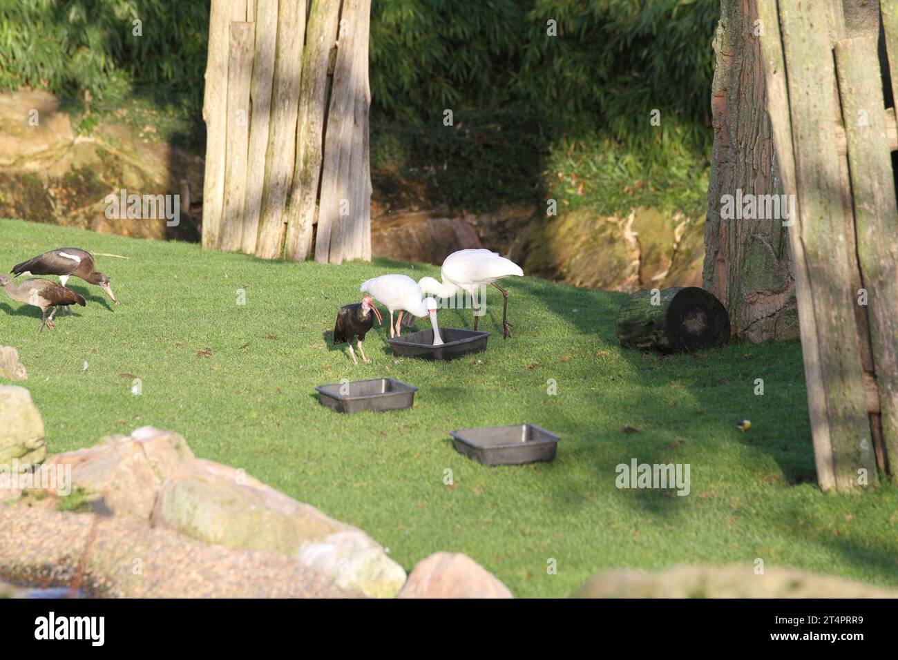 journée extérieure zoo beauval dans une volière oiseaux exotiques rouge noir blanc vol spectacle affrica Banque D'Images