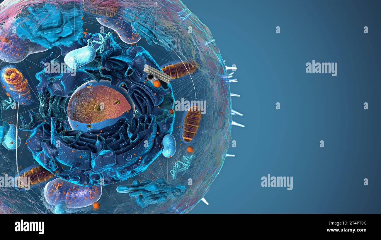 Sous-unités à l'intérieur de la cellule eucaryote, du noyau et des organelles et de la membrane plasmique - illustration 3d Banque D'Images