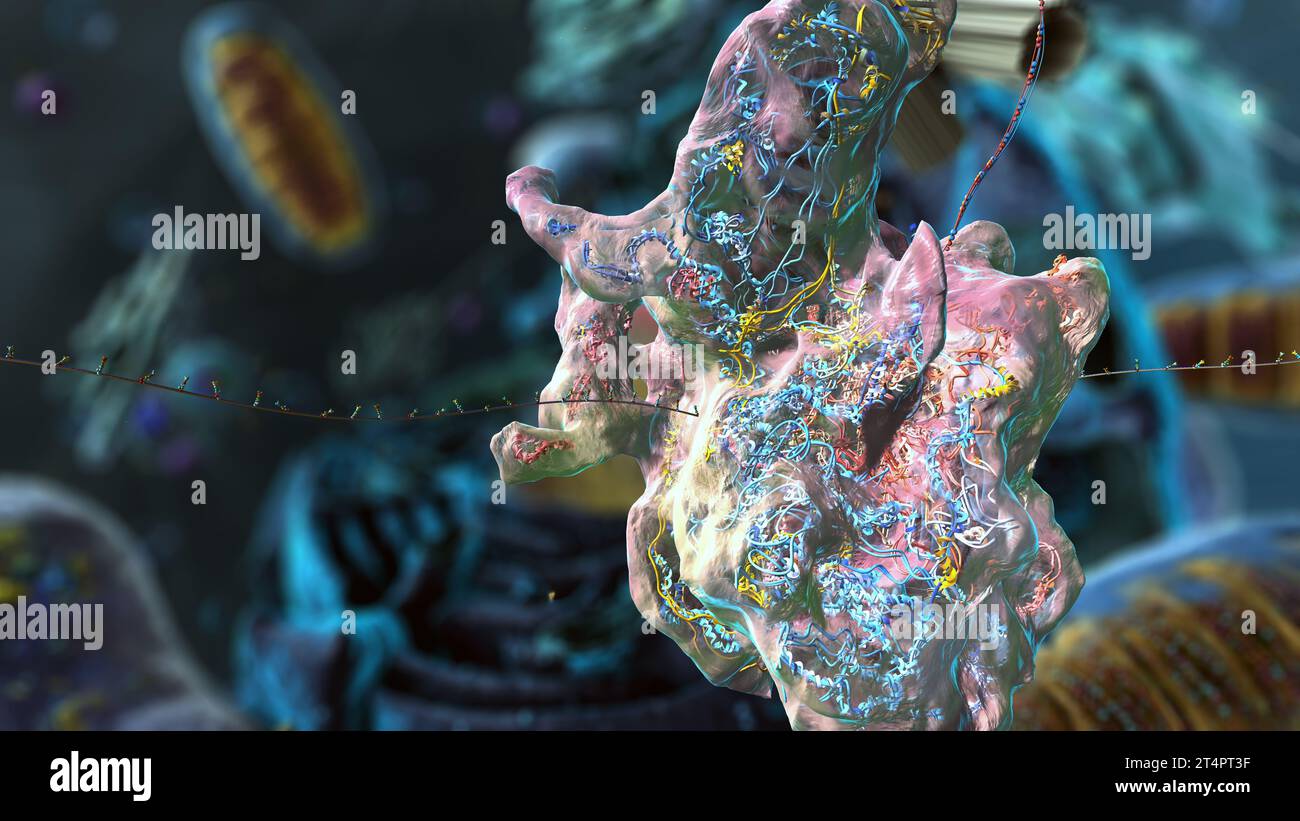 Organelles à l'intérieur de l'eucaryote, concentrez-vous sur les ribosomes - illustration 3d Banque D'Images