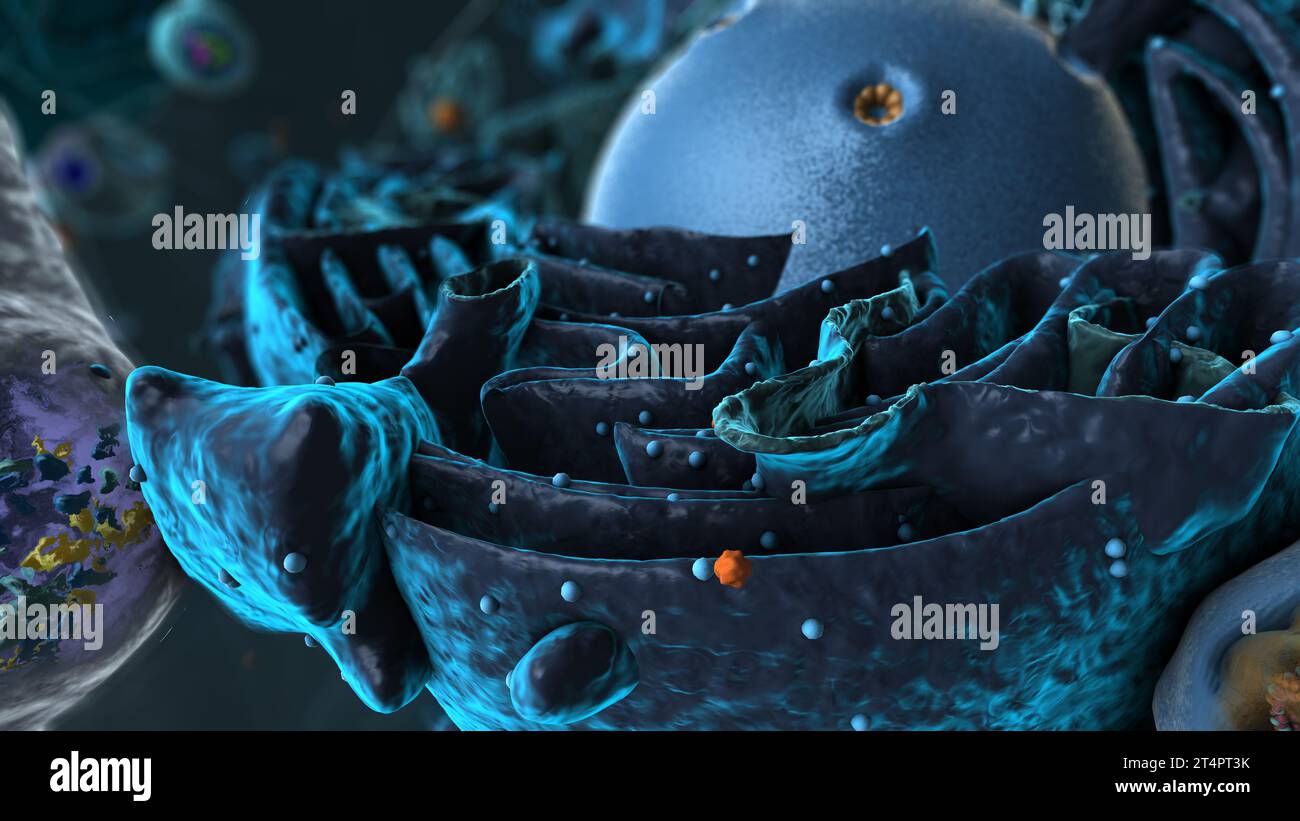 Organites à l'intérieur des eucaryotes, focus sur le réticulum - illustration 3d. Banque D'Images