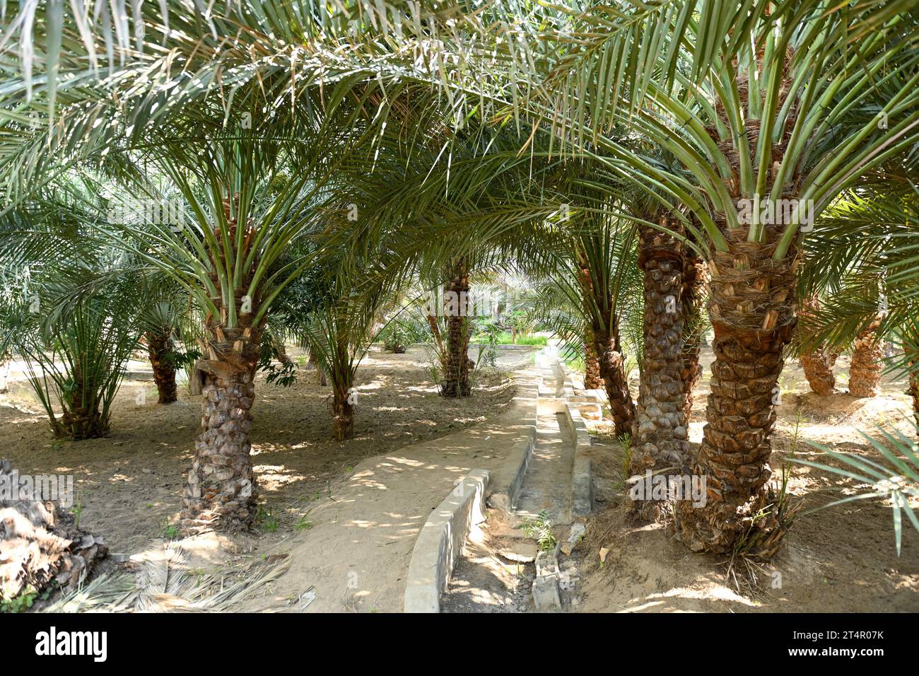 Canal d'irrigation à l'intérieur d'Alain dates ferme à Abu Dhabi Banque D'Images