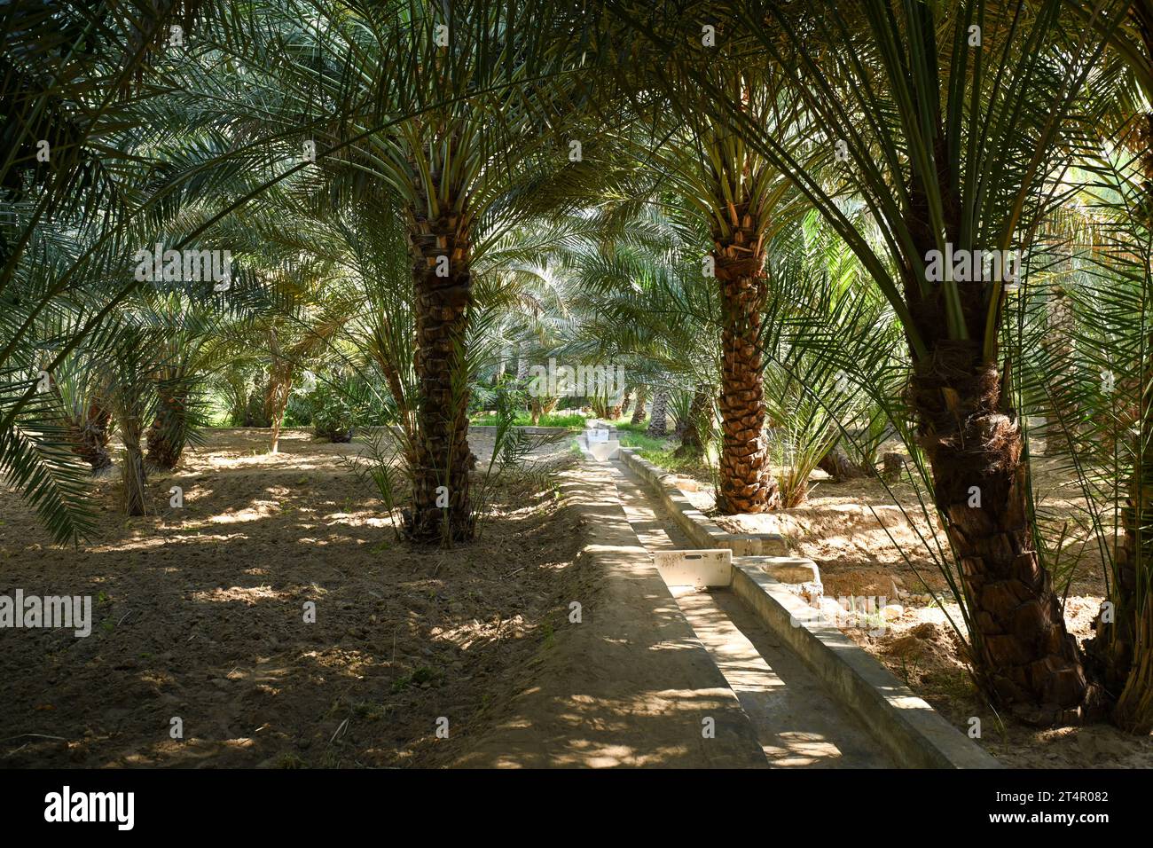 Canal d'irrigation à l'intérieur d'Alain dates ferme à Abu Dhabi Banque D'Images