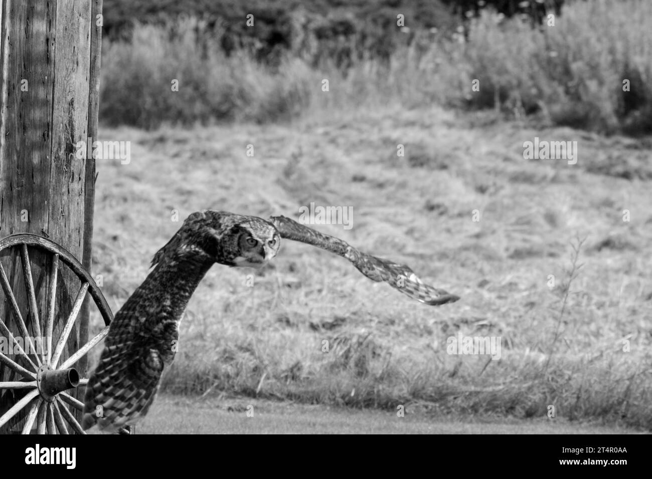 Grand hibou sauvage adulte à cornes - bubo virginianus - volant vers la caméra, yeux jaunes fixés sur la caméra, ailes écartées, découpe isolée sur blanc Banque D'Images
