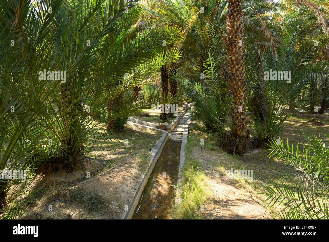 Canal d'irrigation à l'intérieur d'Alain dates ferme à Abu Dhabi Banque D'Images