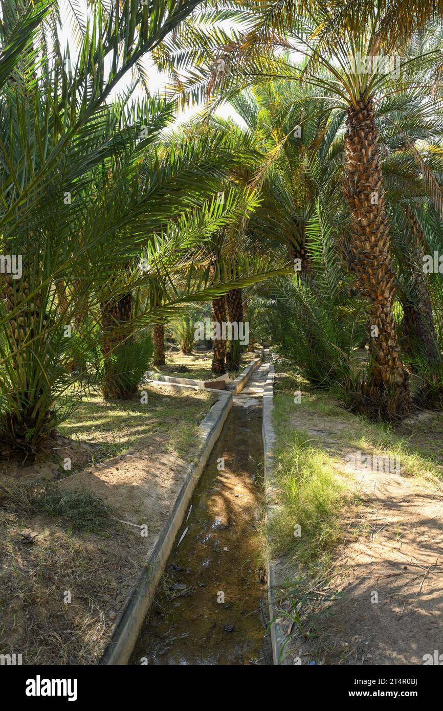 Canal d'irrigation à l'intérieur d'Alain dates ferme à Abu Dhabi Banque D'Images