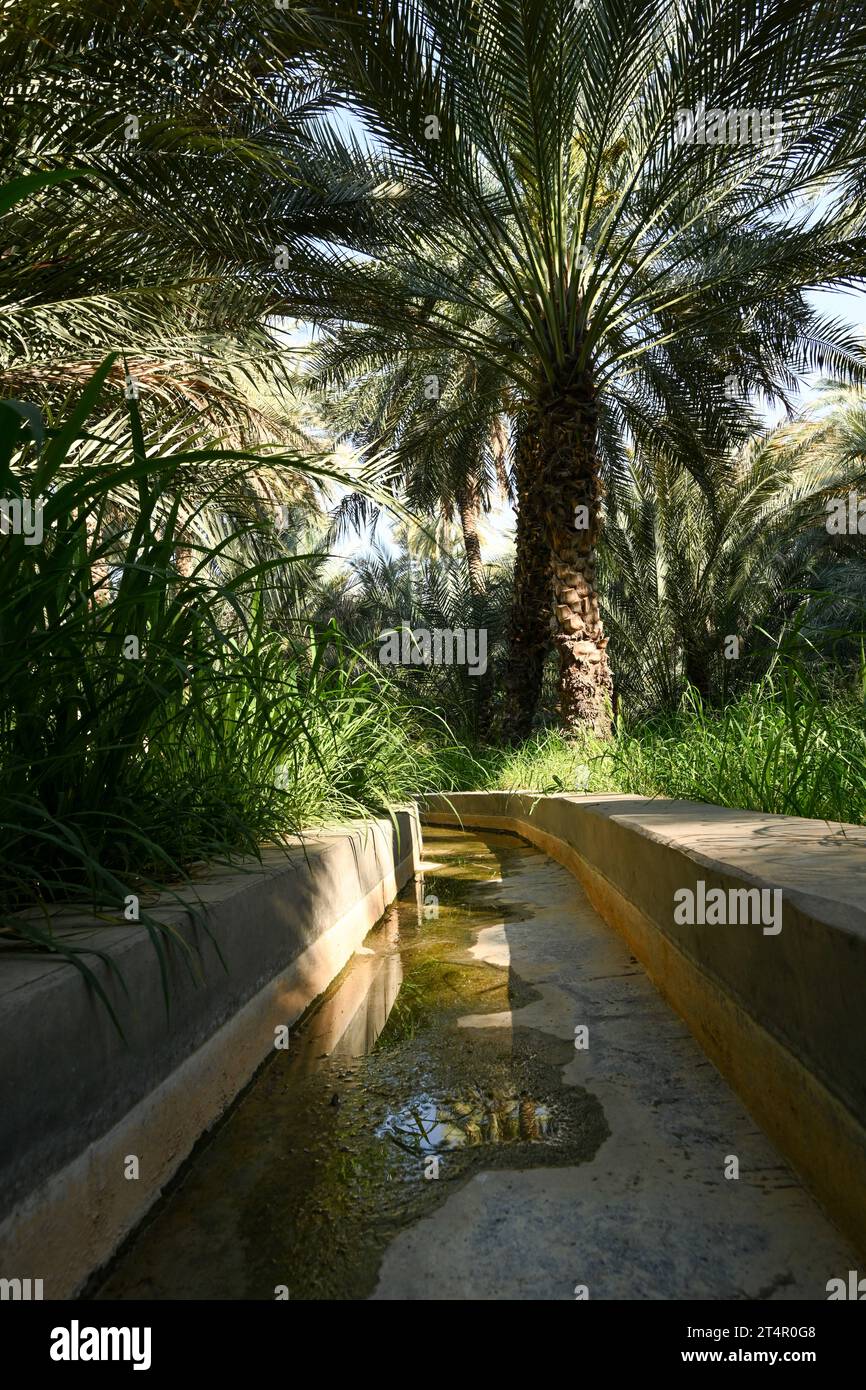 Canal d'irrigation à l'intérieur d'Alain dates ferme à Abu Dhabi Banque D'Images