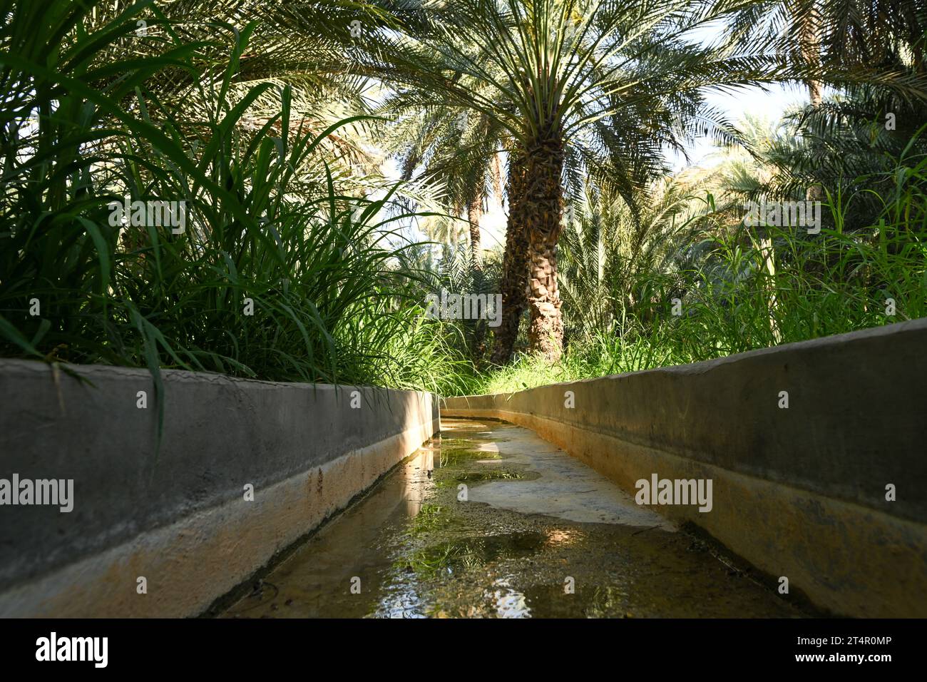 Canal d'irrigation à l'intérieur d'Alain dates ferme à Abu Dhabi Banque D'Images