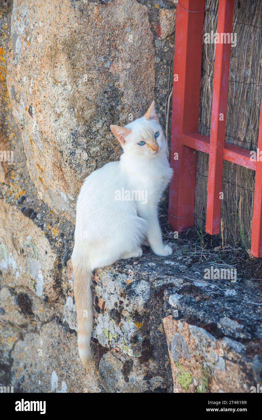 Chaton blanc. Banque D'Images