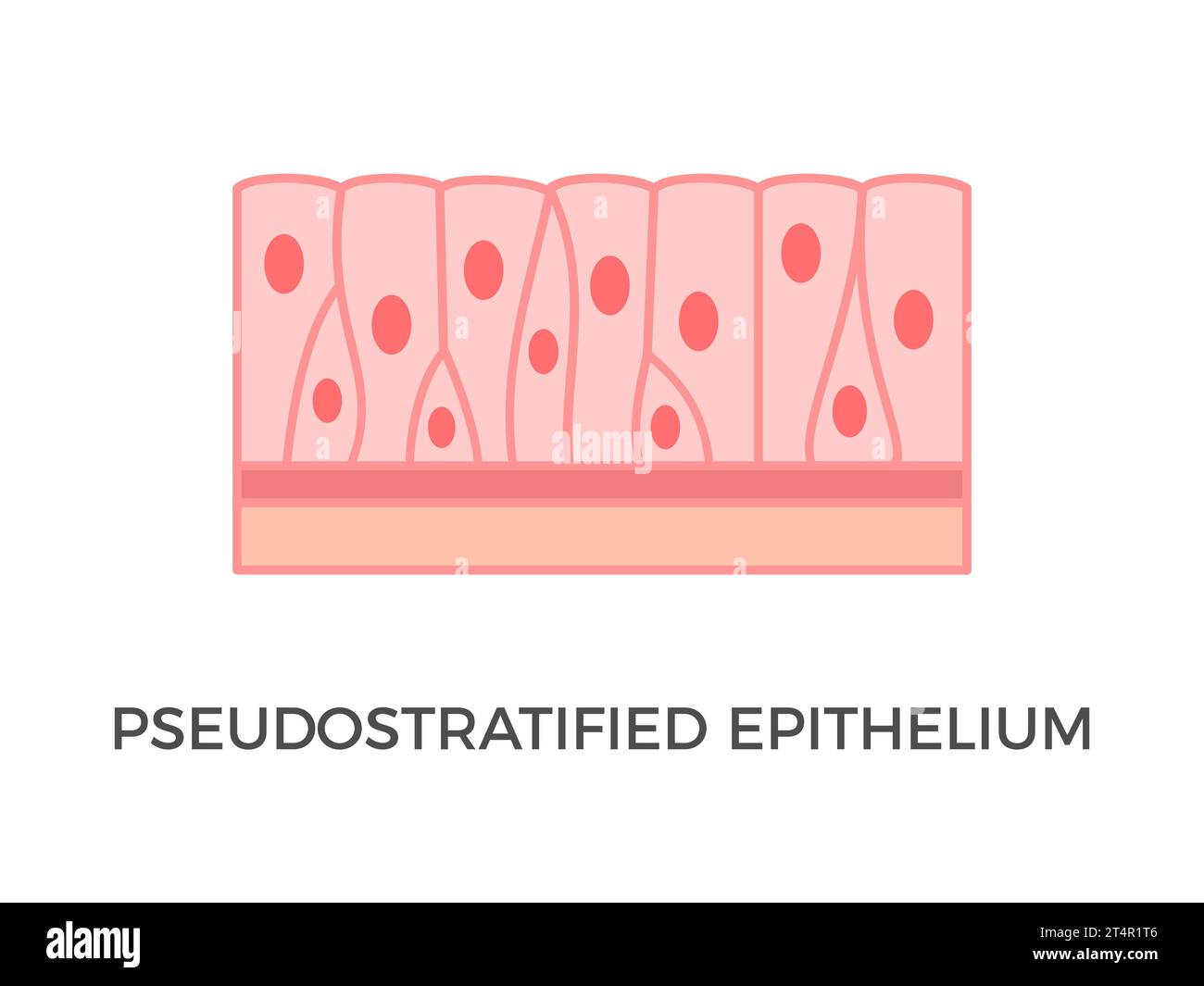 Épithélium pseudo-stratifié. Types de tissus épithéliaux. Couche unique de cellules. Chaque cellule est en contact avec la membrane basale. Vecteur Illustration de Vecteur