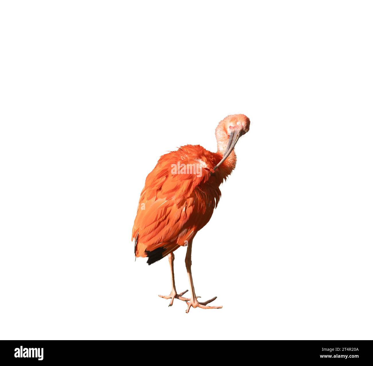 Scarlet ibis sur fond transparent Banque D'Images