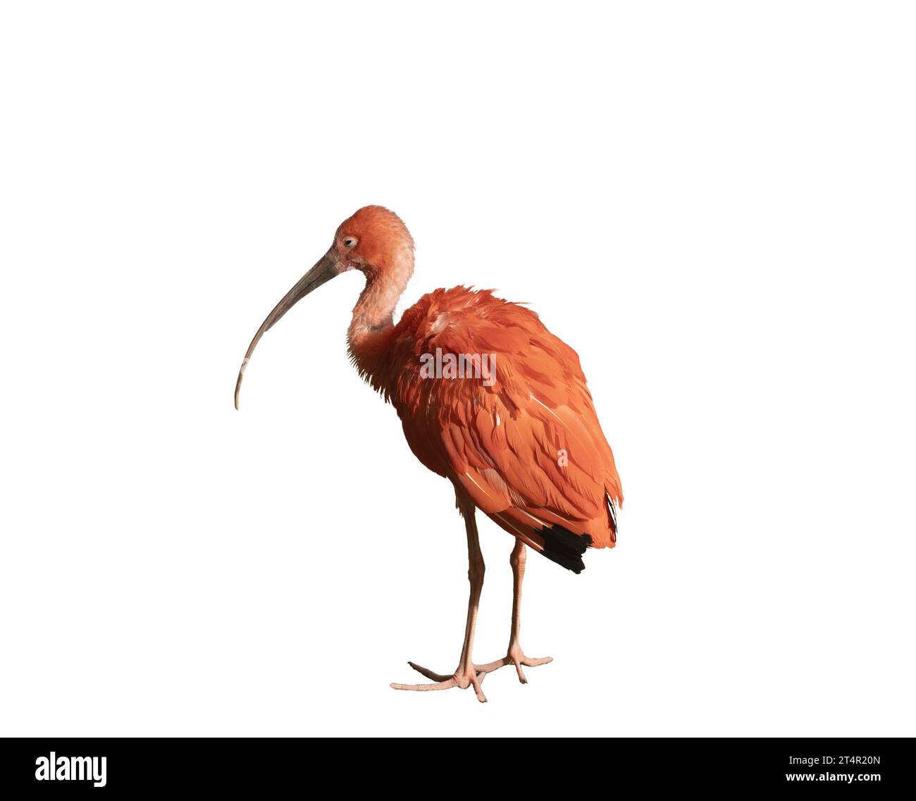 Scarlet ibis sur fond transparent Banque D'Images
