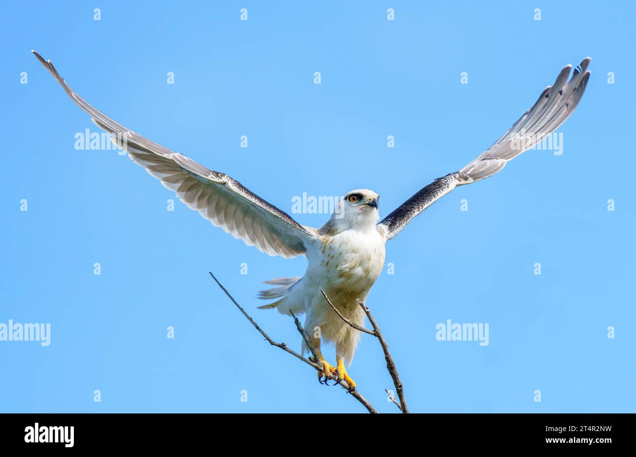 Un cerf-volant à épaules noires sort de son perchoir. Banque D'Images