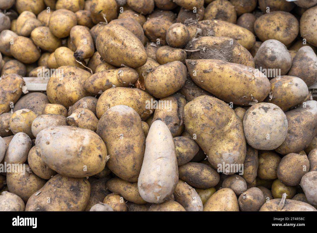 Tas de pommes de terre de table sur le marché de rue, photographié dans la lumière d'été brillante à Stuttgart, Allemagne Banque D'Images