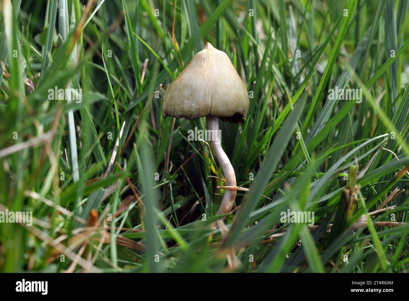 Un champignon magique qui pousse sur les landes près de Malham dans le parc national des Yorkshire Dales. Banque D'Images