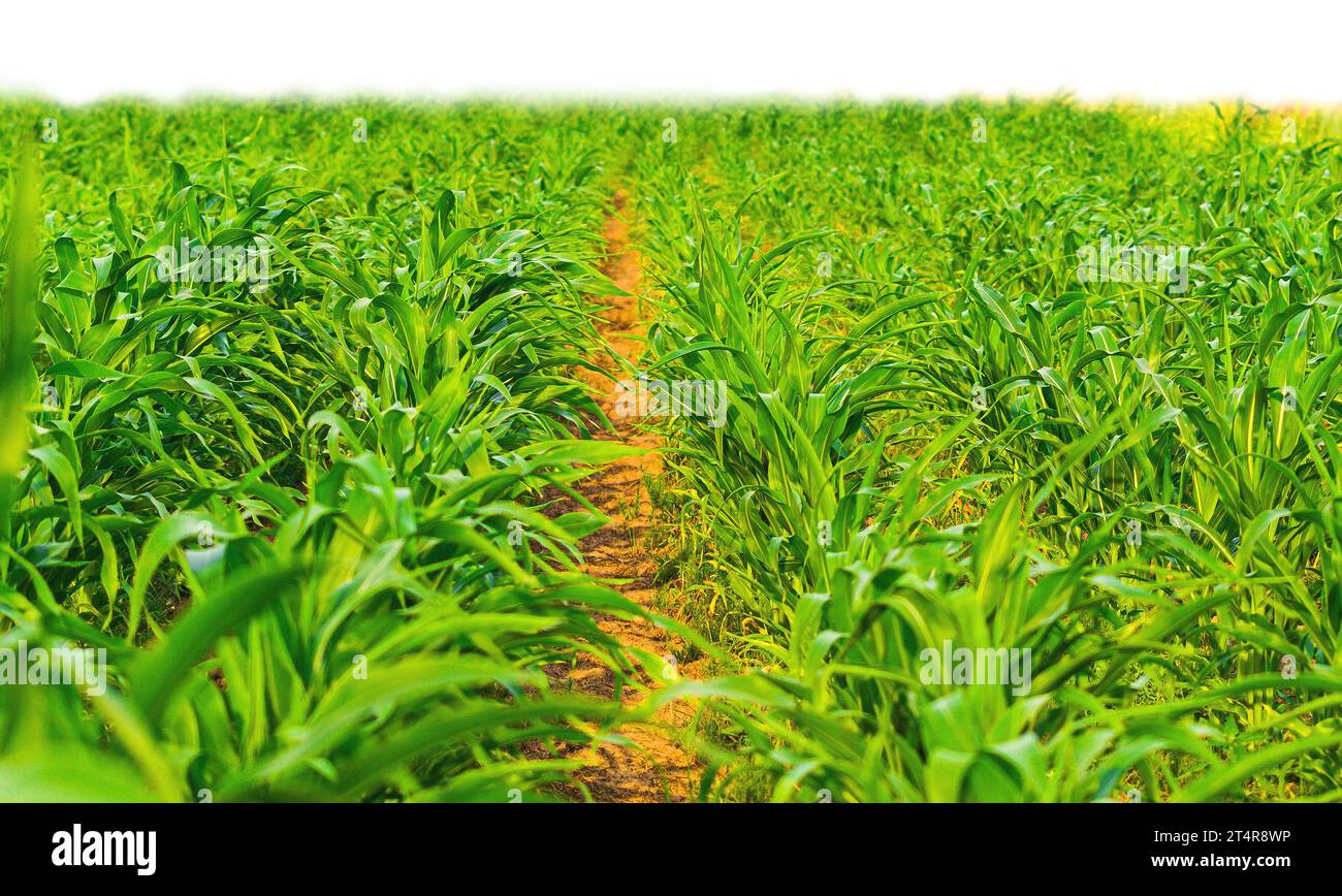 chemin d'accès à travers un champ de maïs non mûr Banque D'Images