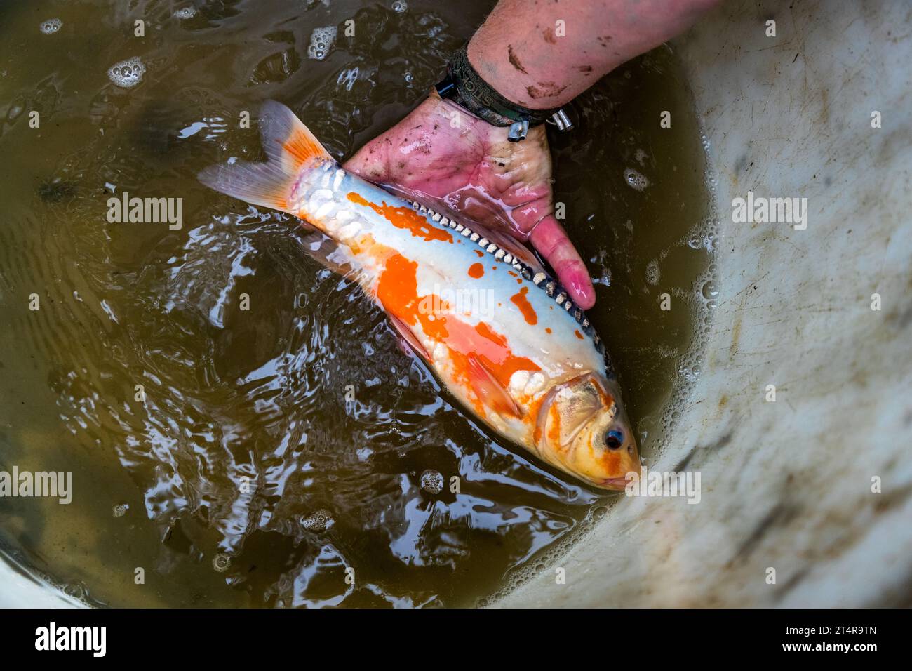 Un carpe koi aux couleurs vives repose dans une main au-dessus d’un seau d’eau d’étang, une découverte fortuite lors de la récolte des carpes. Contrairement aux poissons comestibles capturés à ses côtés, elle a probablement été relâchée par son propriétaire. Wiesau (VGem), Kornthan, Bavière, Allemagne. Banque D'Images