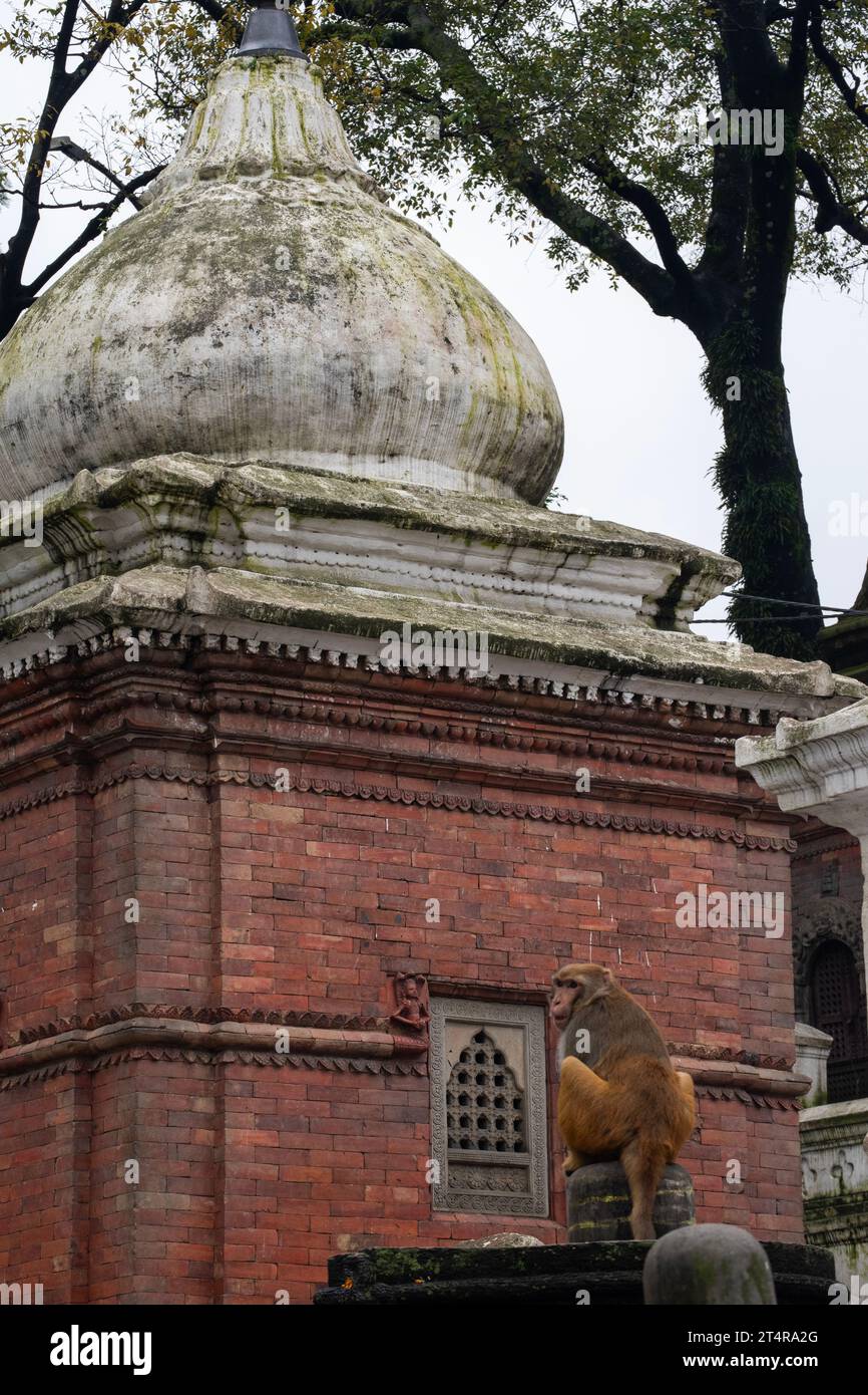 Katmandou, Népal : un singe sur l'un des 518 mini temples dans le complexe du célèbre temple hindou Pashupatinath dédié à Shiva, le long de la rivière Bagmati Banque D'Images