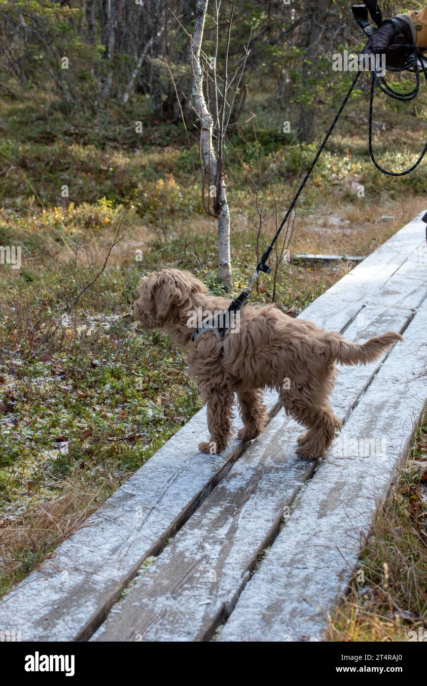 Chiot australien Labradoodle, couleur abricot. Sur un sentier de randonnée dans la forêt scandinave. Banque D'Images
