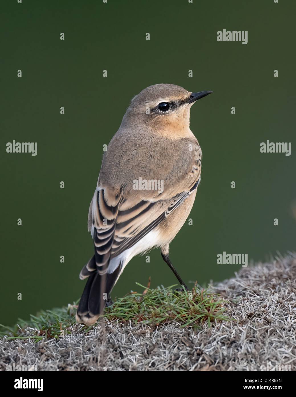 Wheatear debout sur l'épargne, automne, Royaume-Uni Banque D'Images