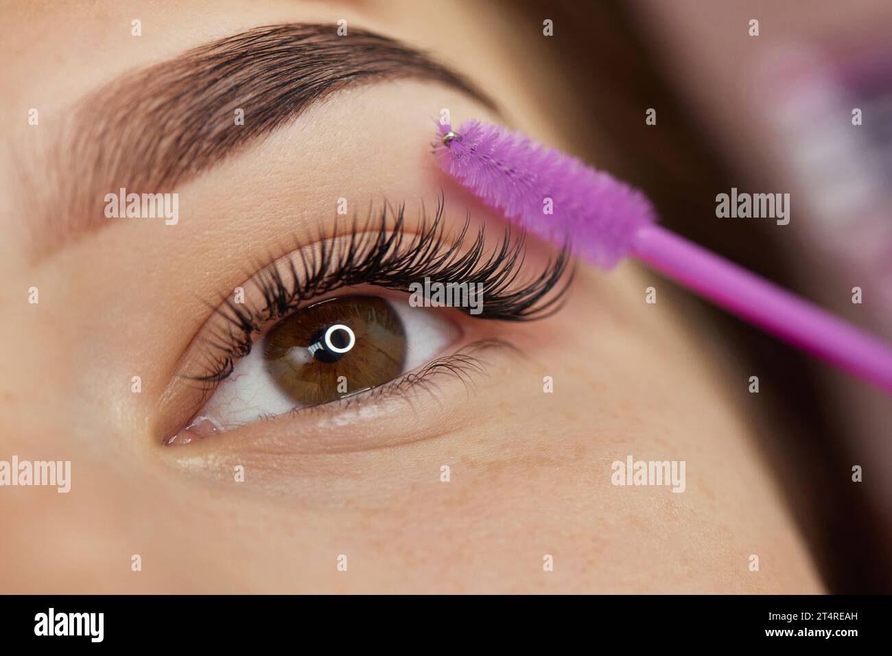 master peigne les cils du client après la procédure d'extension des cils. gros plan. Cosmétologie et soins de la peau Banque D'Images