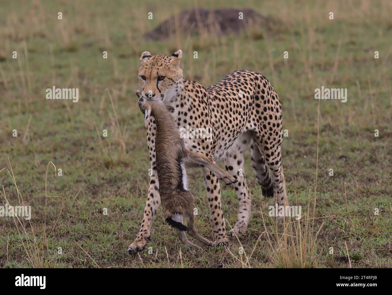 guépard avec bébé thompson gazelle tuer dans la bouche marchant dans les plaines sauvages de masai mara, kenya Banque D'Images