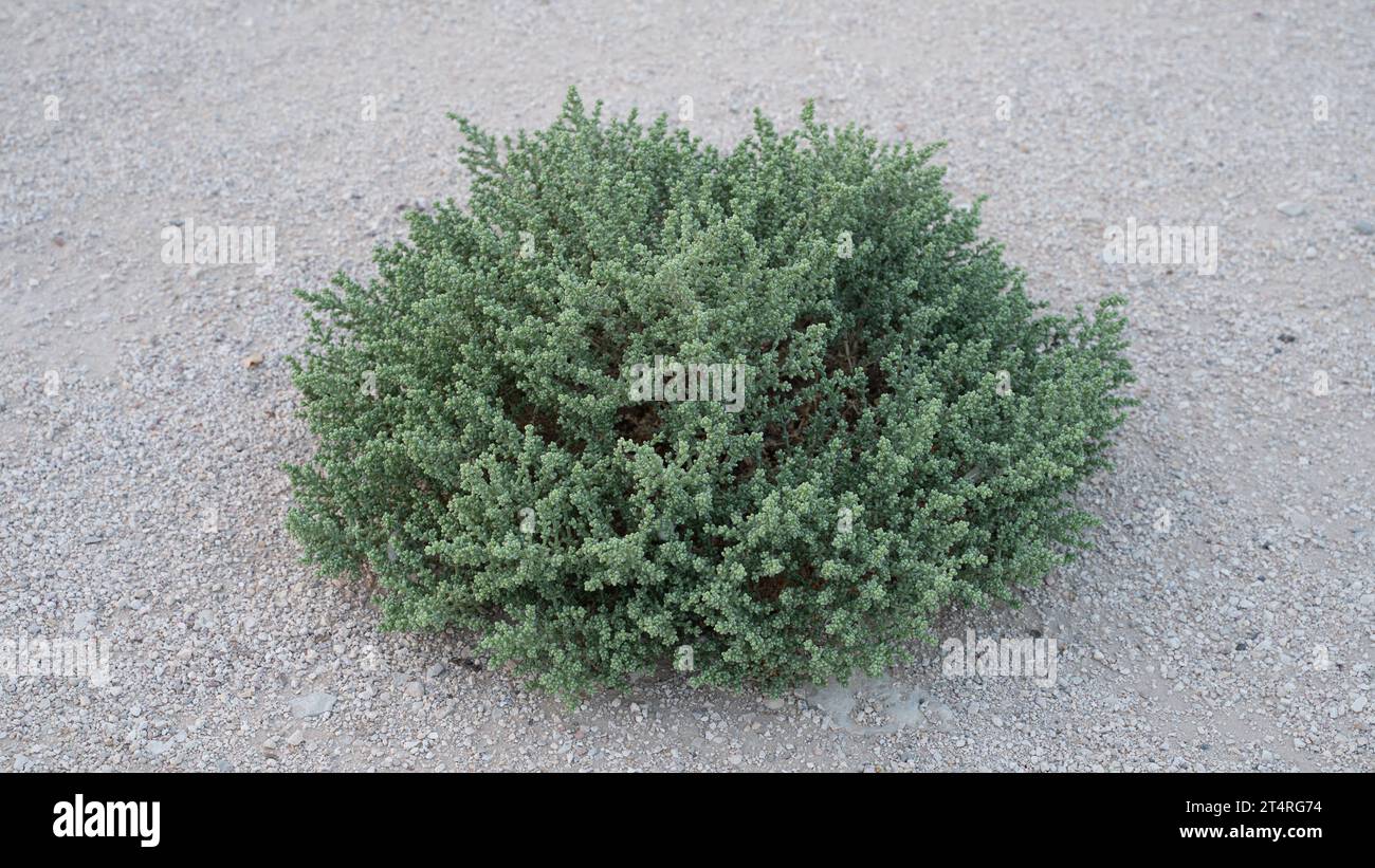 Plante d'herbe du désert au Qatar, plante halophyte appelée Zygophyllum qatarense ou Tetraena qatarense Banque D'Images
