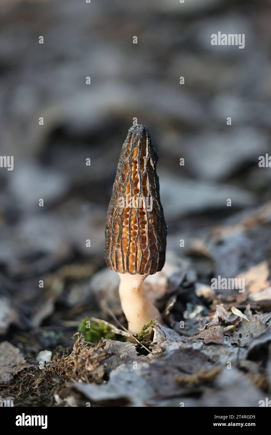 Morchella elata, un champignon printanier comestible communément appelé morille noire, poussant à l'état sauvage en Finlande Banque D'Images