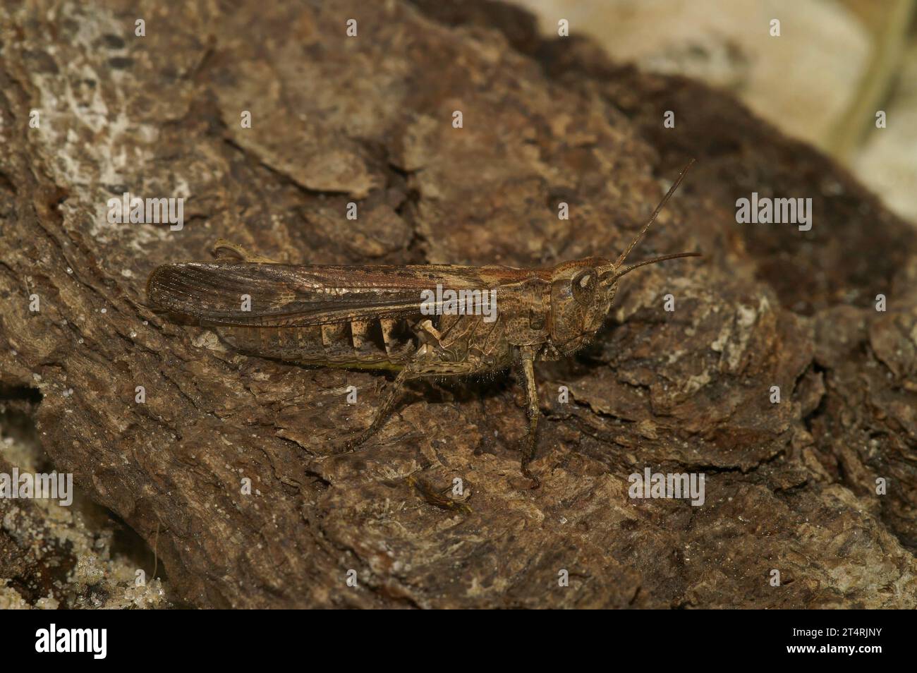 Gros plan naturel sur la sauterelle brune européenne, Chorthippus biguttulus assis sur le bois Banque D'Images