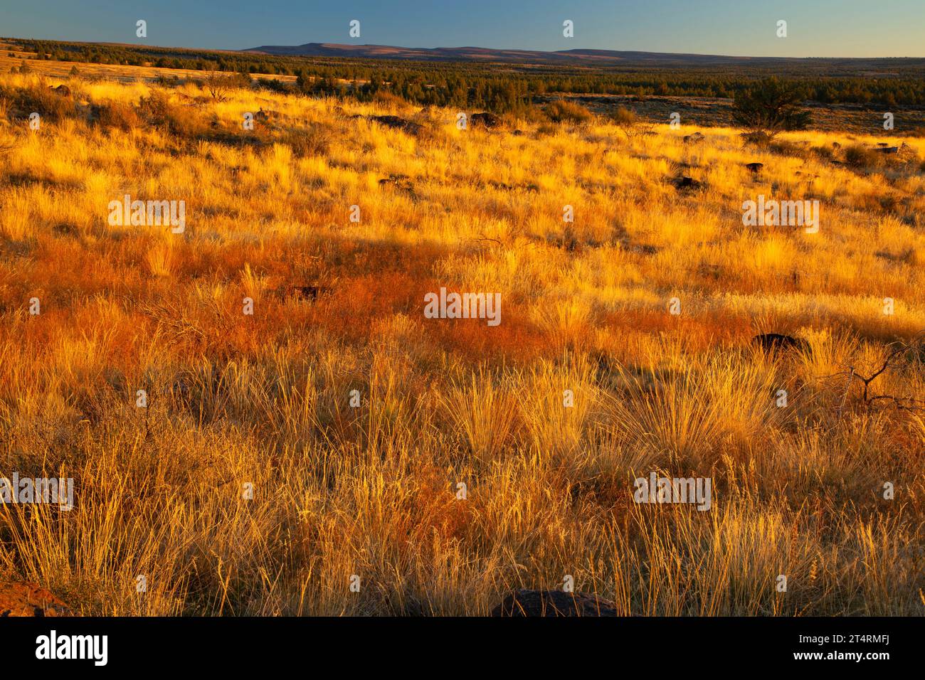 Prairie de South Steens, Steens Mountain Cooperative Management and protection Area, Oregon Banque D'Images