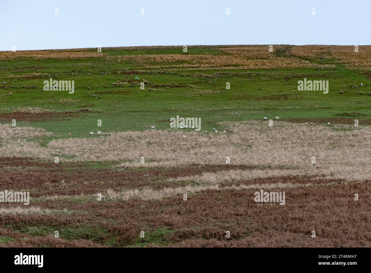 Moutons paissant sur une colline isolée de Dartmoor Banque D'Images