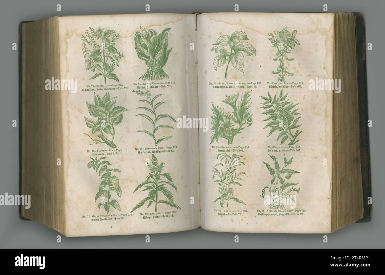 Journal botanique âgé. Un livre de biologie âgée avec ses pages exposées. Banque D'Images