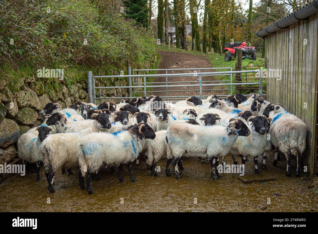 moutons dans une cour de ferme Banque D'Images