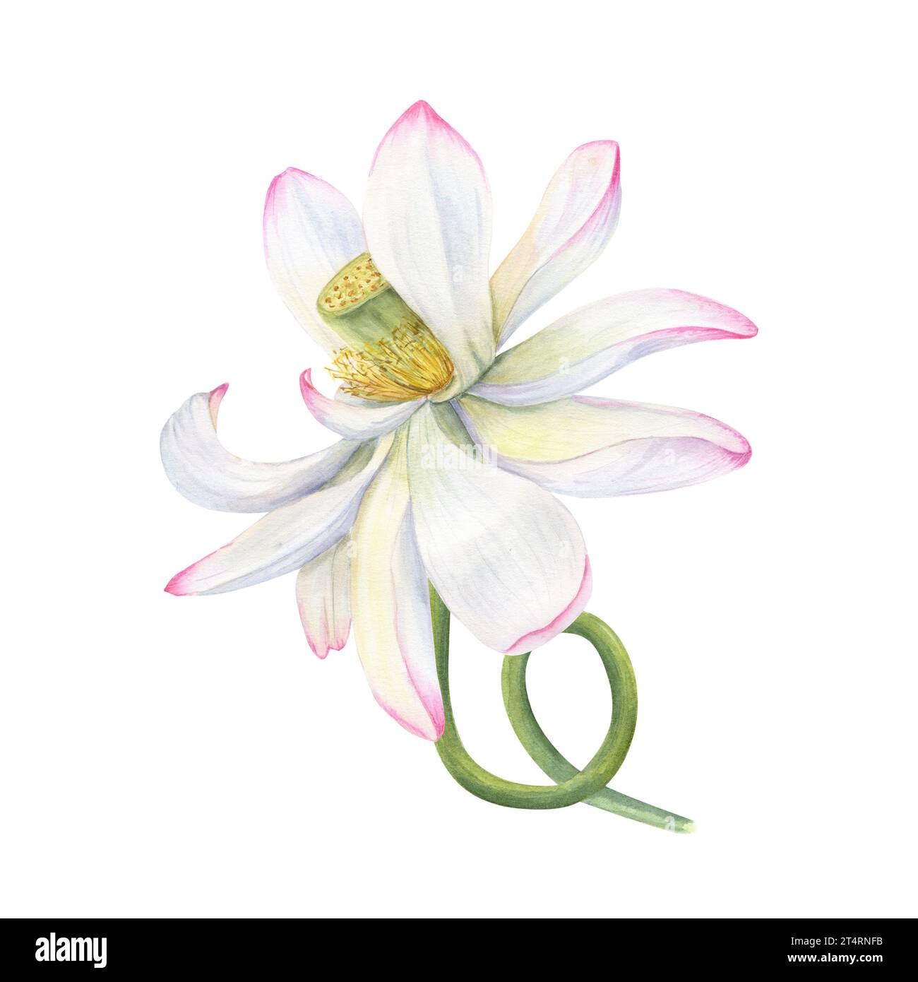 Fleur de Lotus rose avec tige incurvée. Délicat nénuphar fleuri. Éléments floraux. Fleur nationale vietnamienne. Illustration à l'aquarelle. Banque D'Images