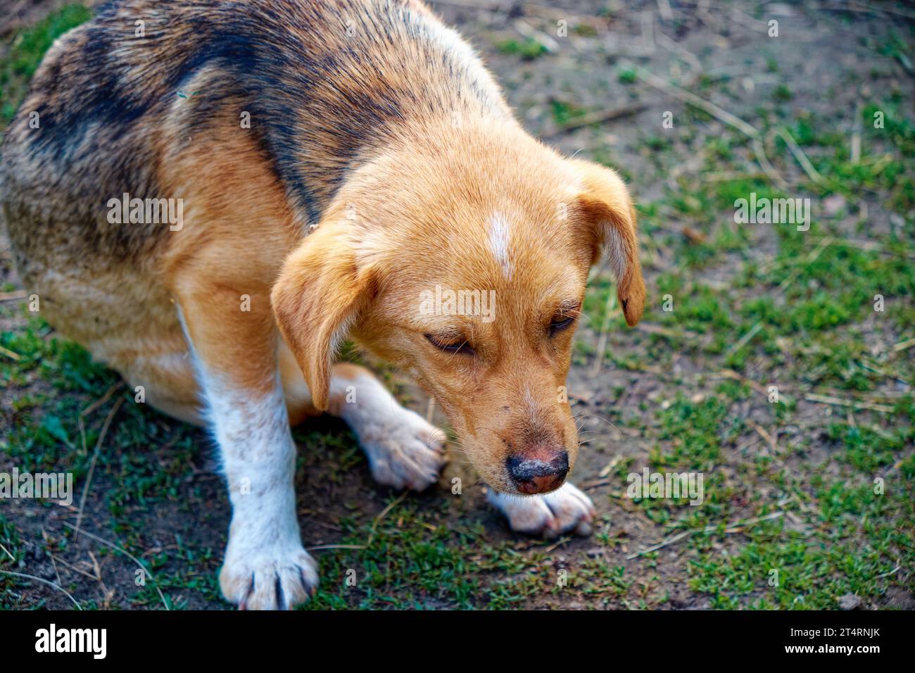 Un chien au pelage brun et blanc, assis sur un champ herbeux. Un petit mongrel malade est assis. Chien avec un regard triste et malade. Banque D'Images