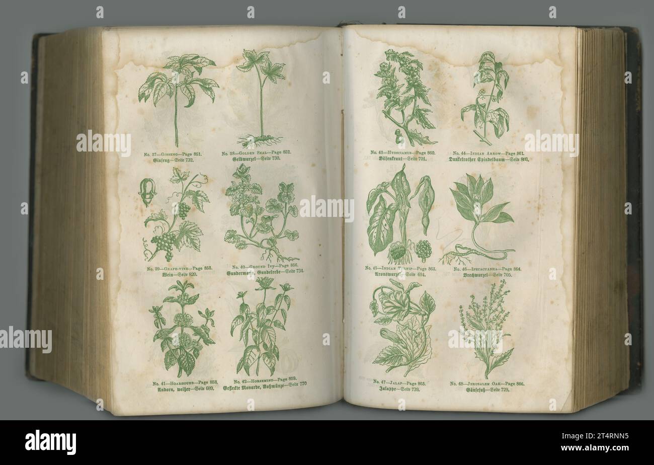 Vieux texte botanique. Un livre de biologie âgée avec ses pages exposées. Banque D'Images