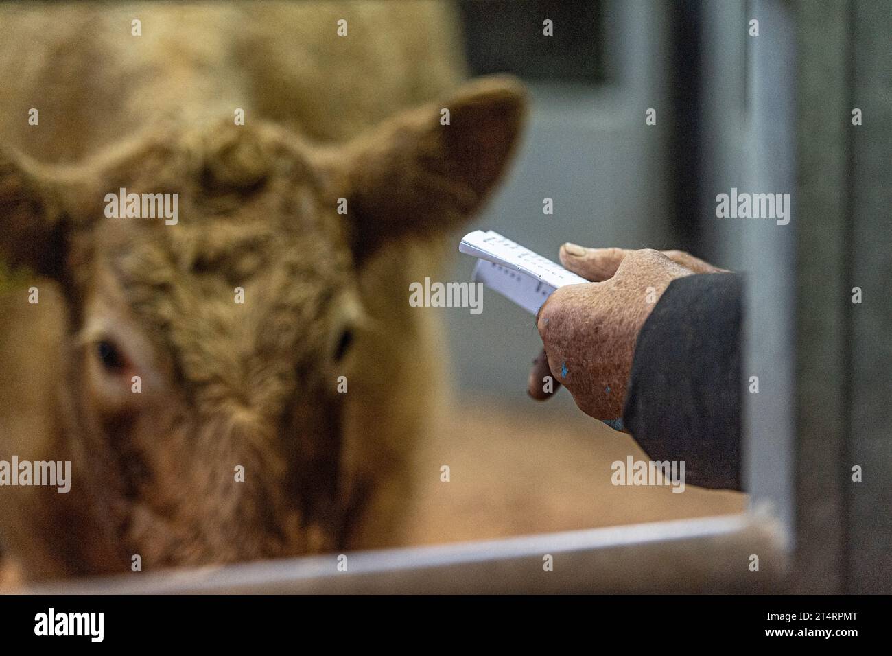 acheteur regardant une vache à vendre ay une vente aux enchères de bétail Banque D'Images
