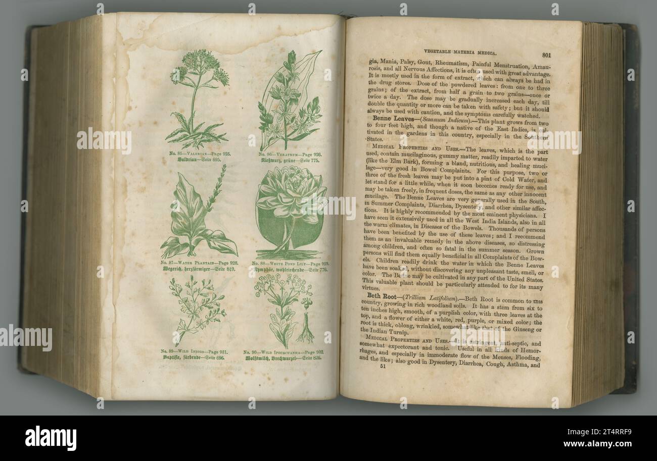 Journal botanique. Un livre de biologie âgée avec ses pages exposées. Banque D'Images
