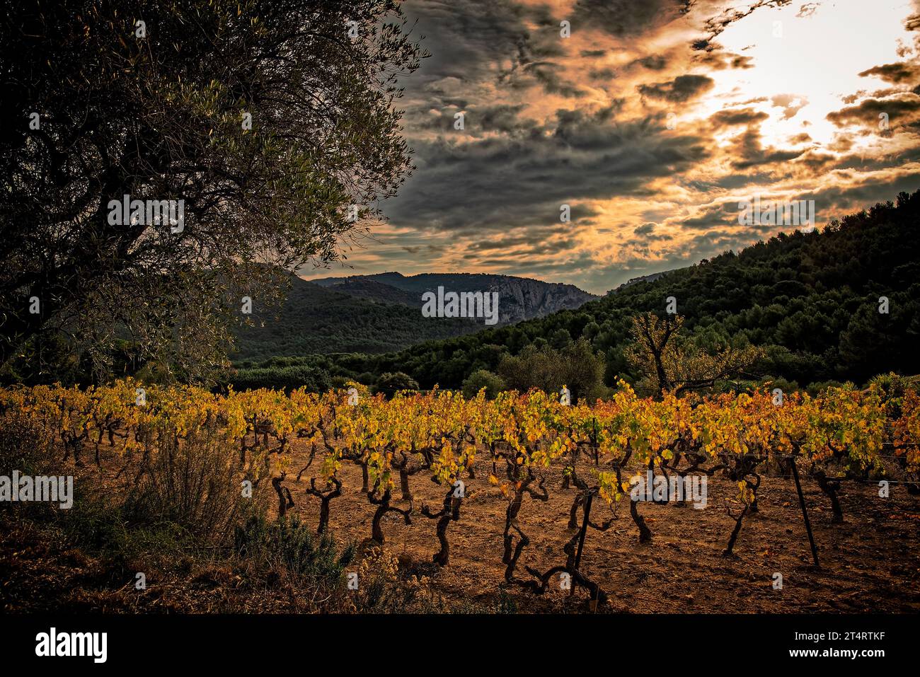 Paysage de Vignes à contre jour dans le village de saint Anne d'Evenos / Vines contre la lumière dans le village de saint Anne d'Evenos Banque D'Images