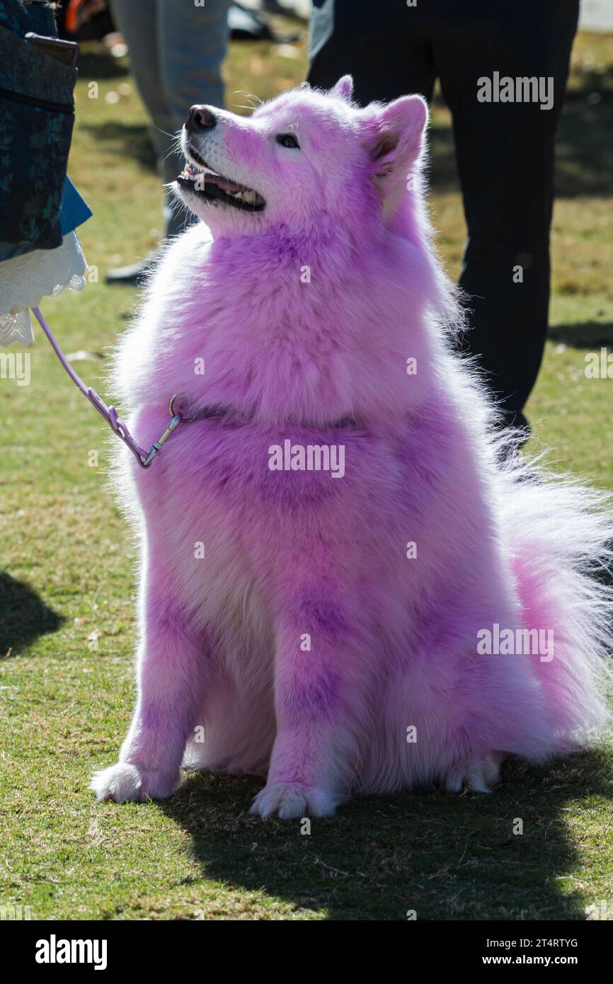 Un chien à fourrure a sa fourrure blanche teintée rose et violette pour un concours de costumes d'Halloween. Banque D'Images