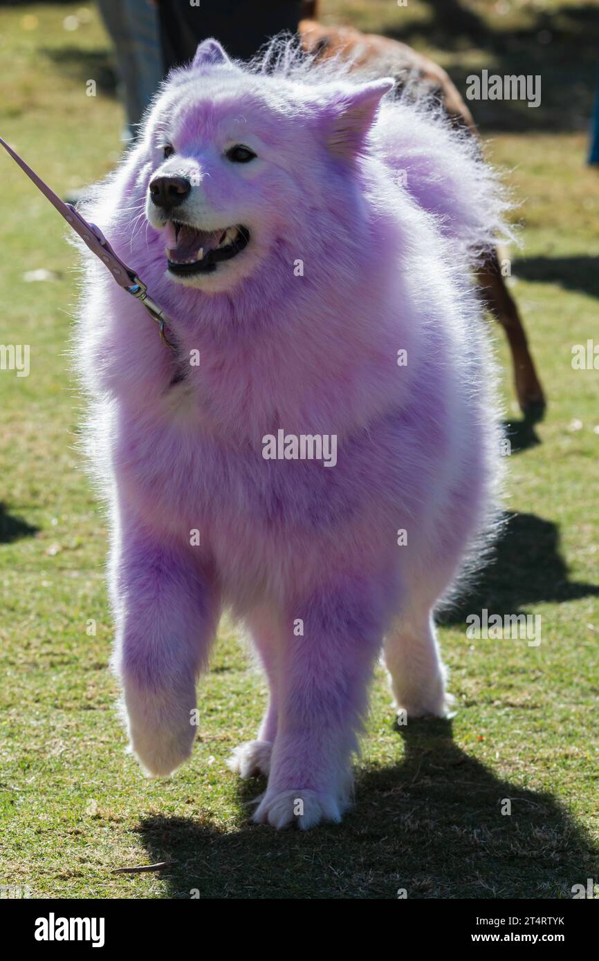 Un grand chien a sa fourrure blanche teintée rose et violette pour un concours de costume de chien Halloween. Banque D'Images