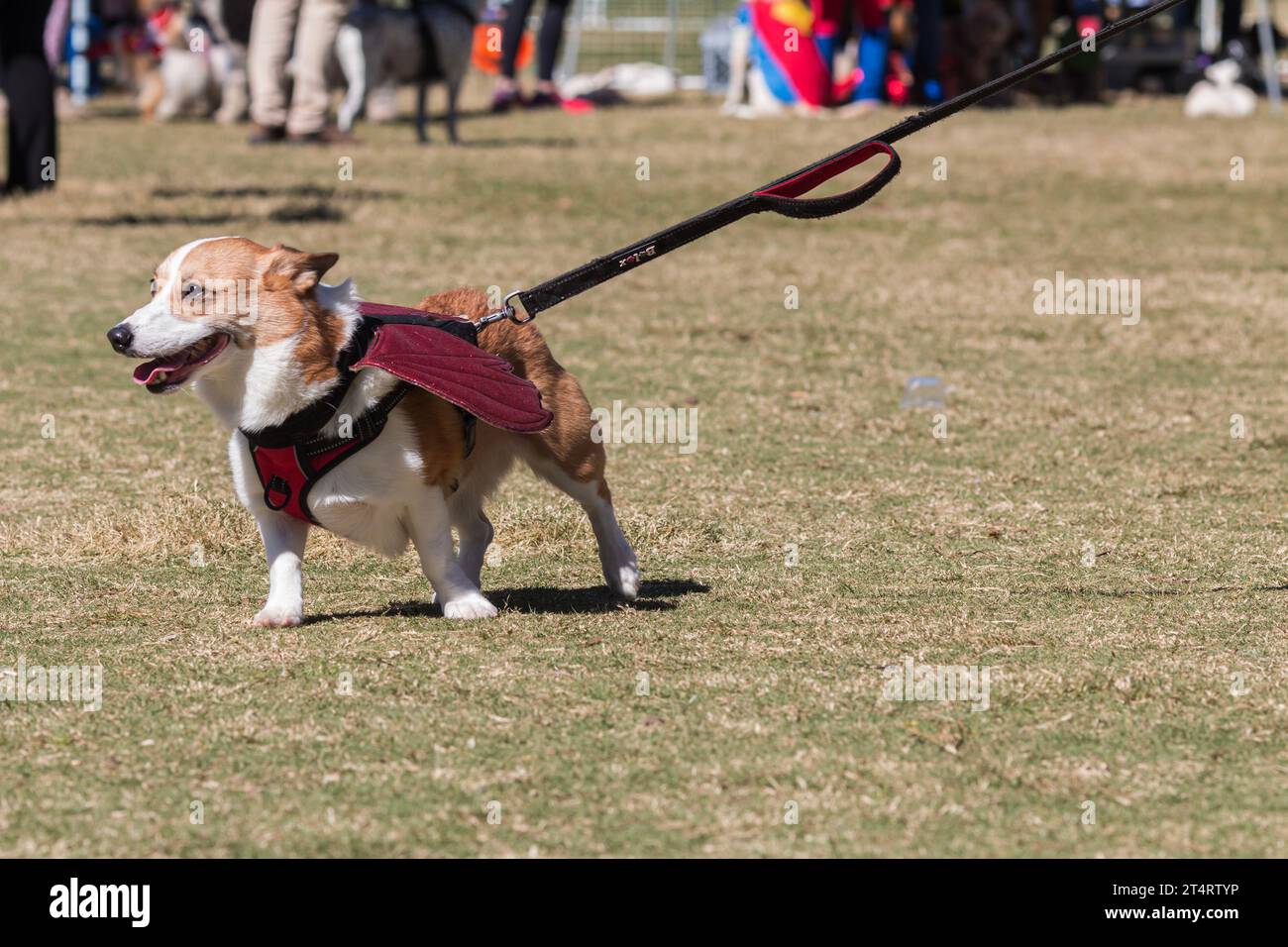 Corgi porte des ailes pour le concours de costume de chien Halloween au parc Atlanta Banque D'Images