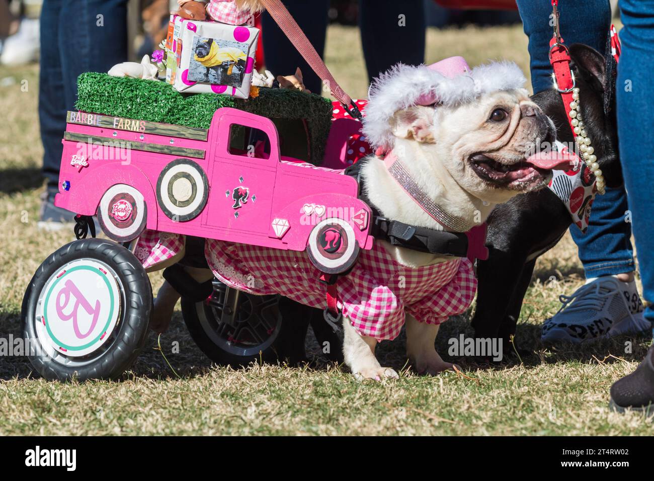 Atlanta, GA / États-Unis - 21 octobre 2023 : un chien handicapé porte un costume de Barbie rose lors d'un concours d'Halloween dans un parc le 21 octobre 2023 à Atlanta. Banque D'Images