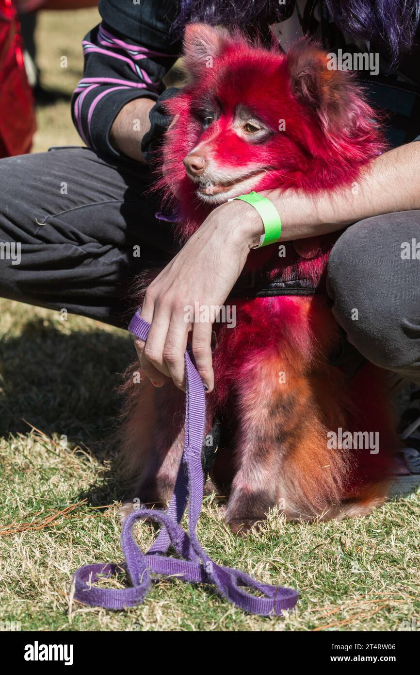 Un chien a sa fourrure teintée en rouge pour un concours de costumes d'Halloween. Banque D'Images
