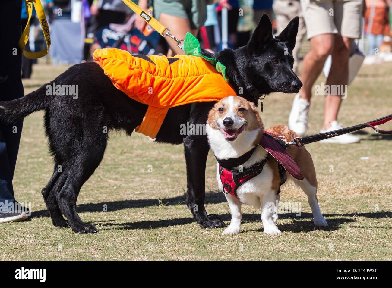 Deux chiens portent des costumes pour le concours d'Halloween au festival de chiens dans le parc d'Atlanta Banque D'Images