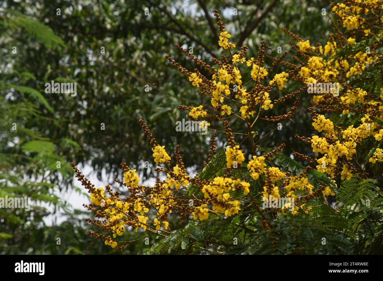 Copperpod কনকচূড়া স্বর্ণচূড়া jaune flamant Banque D'Images