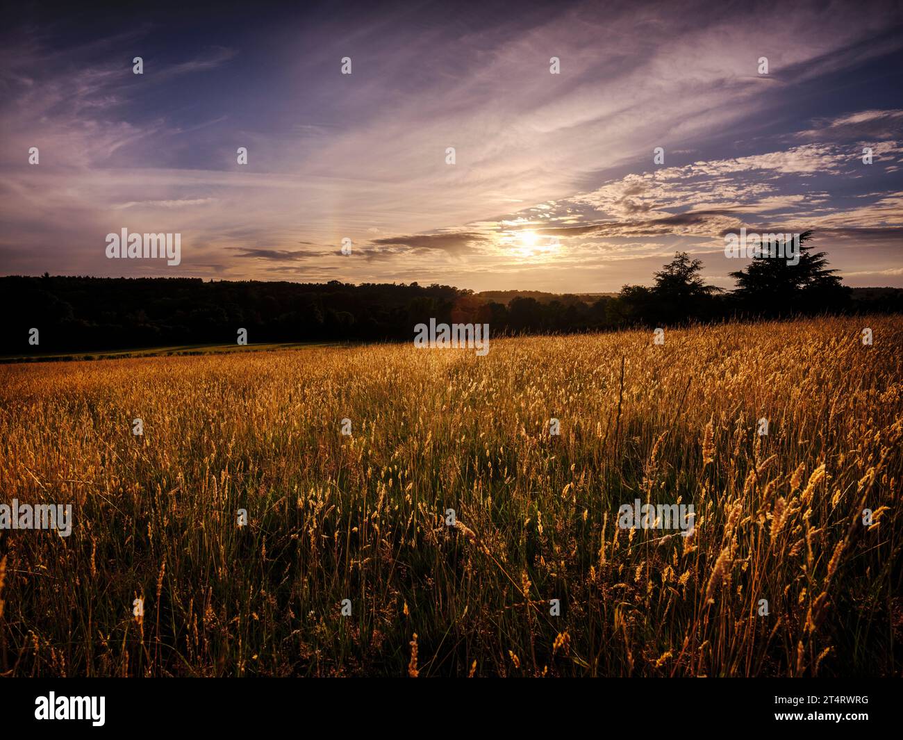 Le soleil se couche sur Coronation Meadow mettant en valeur l'herbe dans une lumière dorée à Wakehurst dans le West Sussex, au Royaume-Uni Banque D'Images