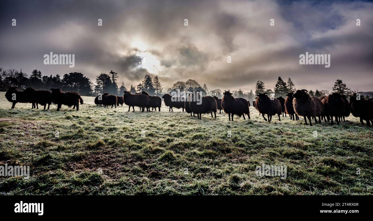 Le mouton des Hébrides, l'une des meilleures races pour la gestion des écosystèmes délicats de pâturage, vu ici à Coronation Meadow à Wakehurst dans le Sussex de l'Ouest. Banque D'Images