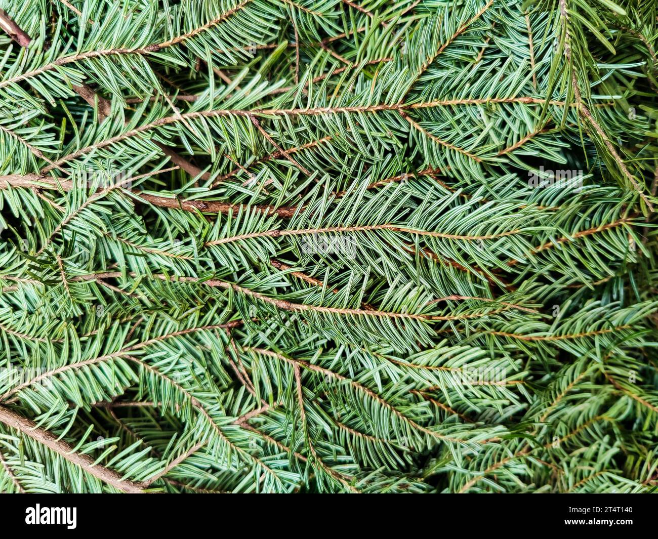 Branches de sapin vert, plein cadre. Fond naturel abstrait. Gros plan. Mise au point sélective. Banque D'Images