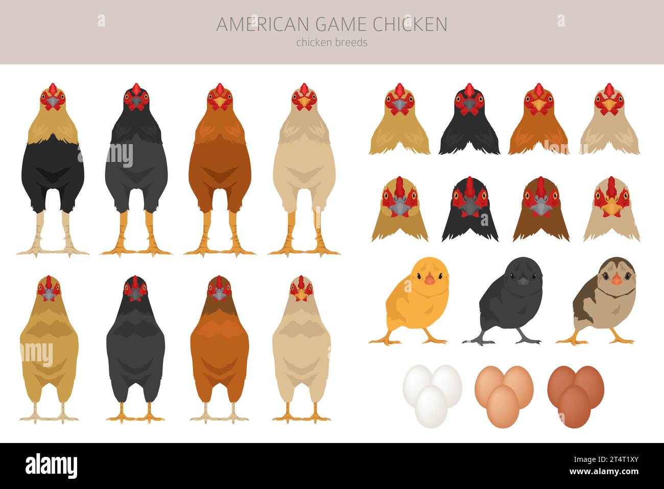 American Game Chicken races clipart. Volailles et animaux de ferme. Jeu de couleurs différentes. Illustration vectorielle Illustration de Vecteur